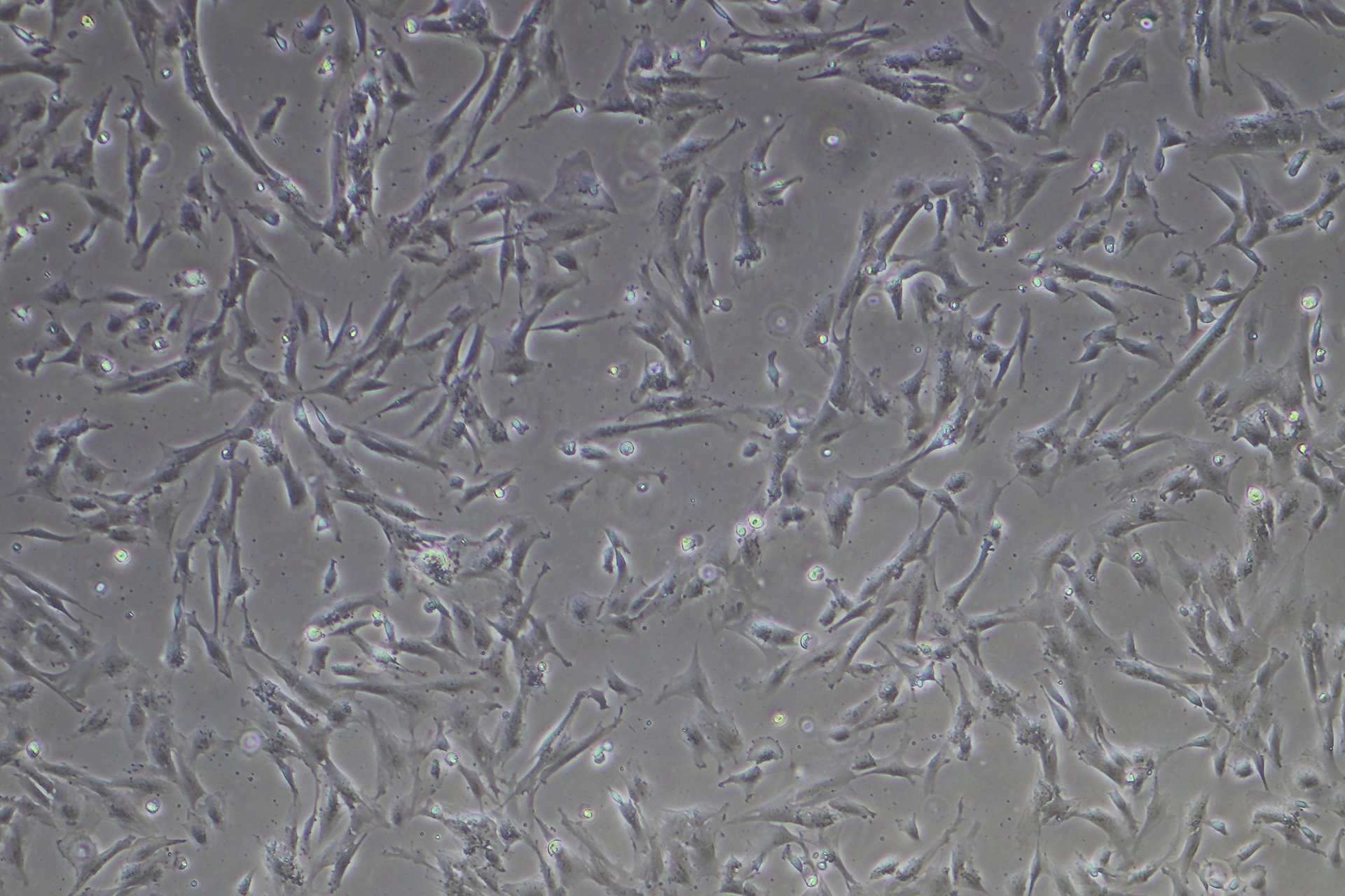 Mesenchymal Stem Cells (MSCs) - sc21.com